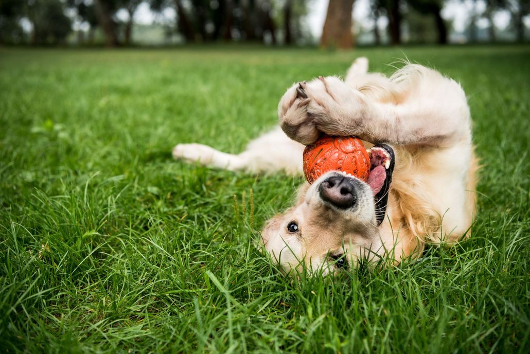 About JP Lawn Service in Charleston, SC