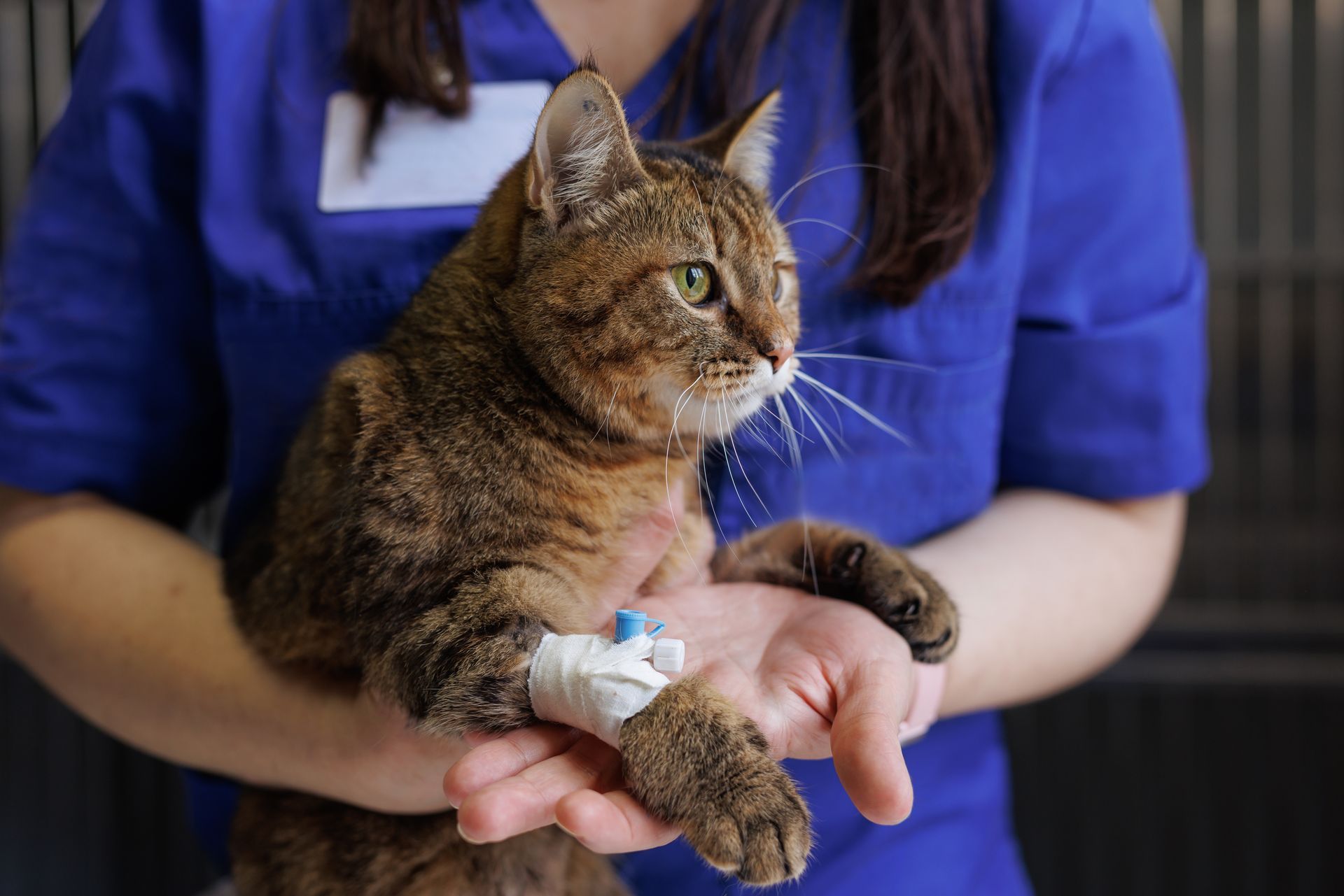 A veterinarian holding a cat with a catheter on one of its arms.