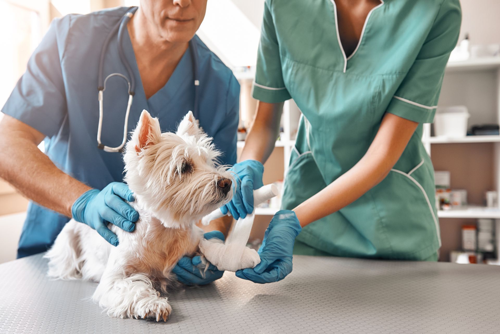 Two veterinarians are bandaging the paw of a small dog lying on the table at the veterinary clinic.