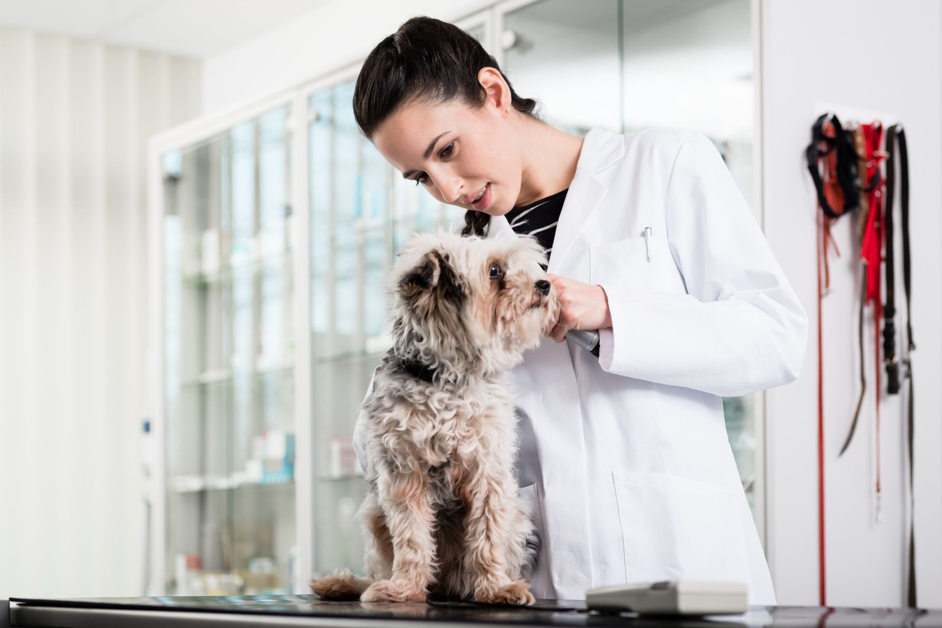 A veterinarian examining a puppy’s ear on an animal clinic table.