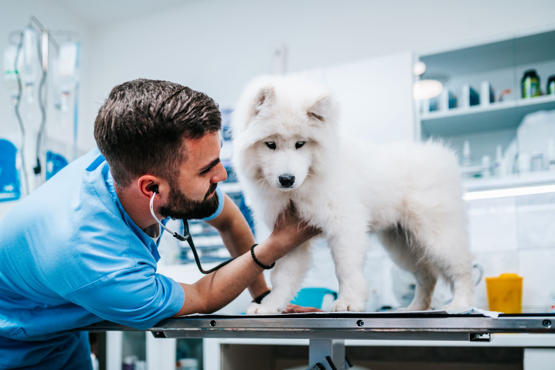  A veterinarian is listening to the heartbeat of a dog.