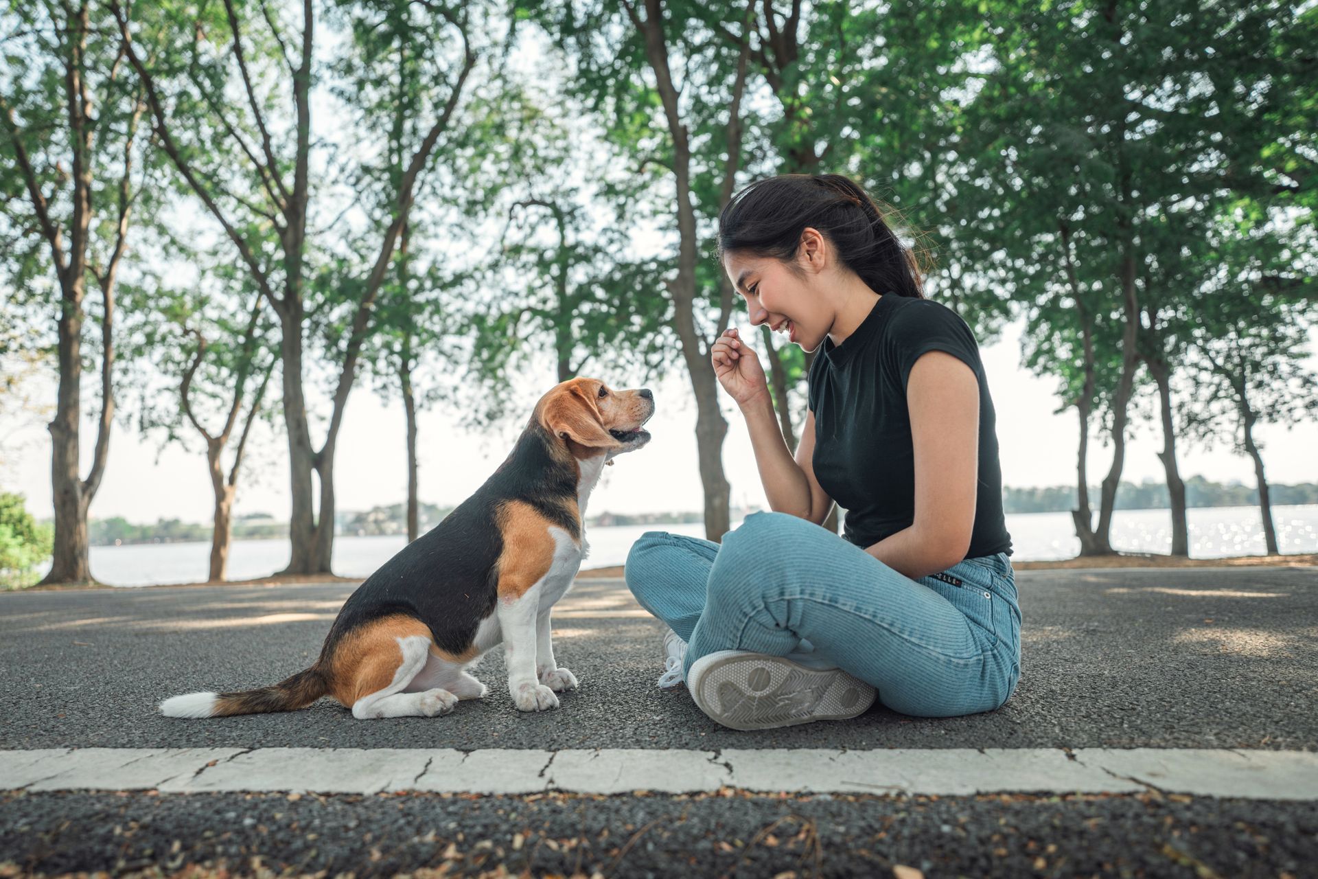 A pet dog learns to give a paw on command and receive treats in a public park