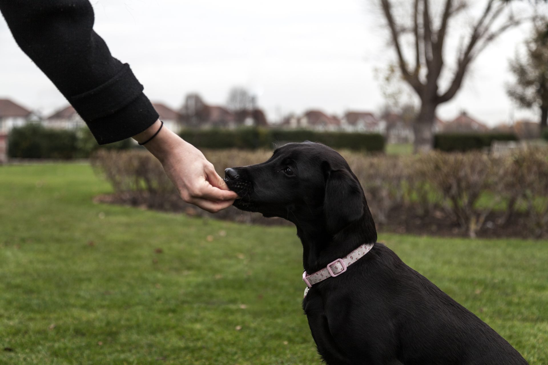 Black labrador puppy is given a treat by a hand to its side, with a green pasture on the background.