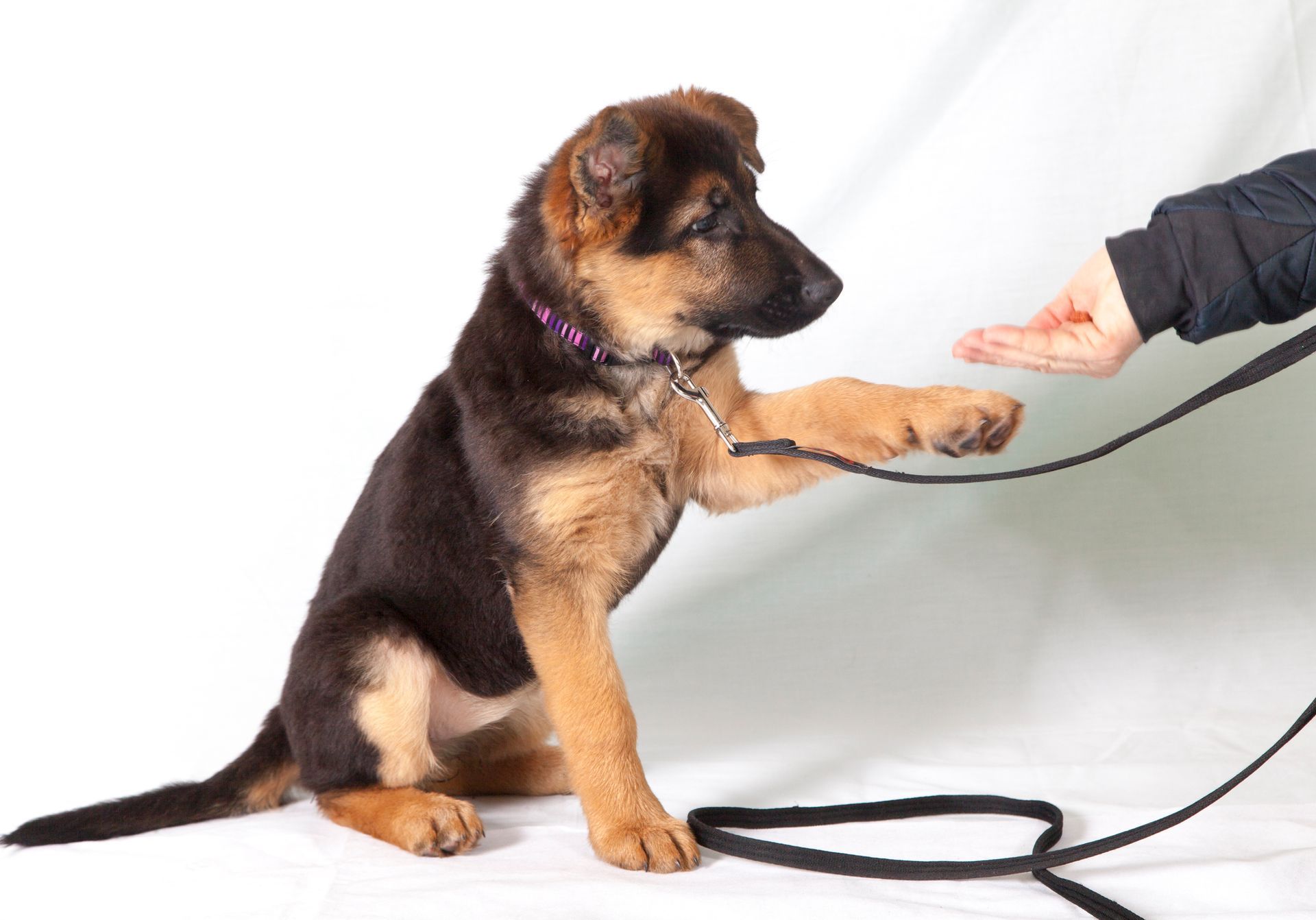 Alsatian puppy being trained by a person off camera, only its hand being on the picture.