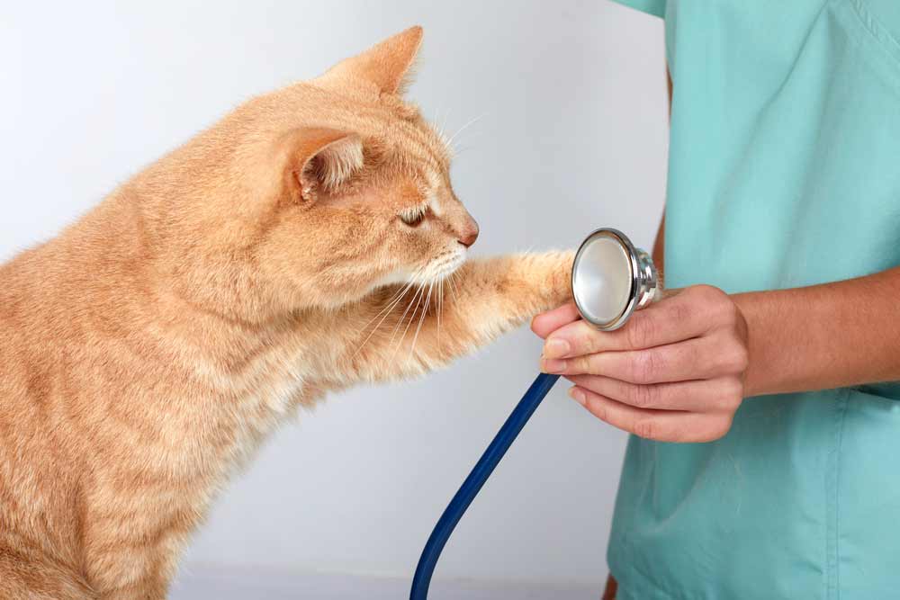 Veterinarian Doctor With Cat In Veterinary Clinic