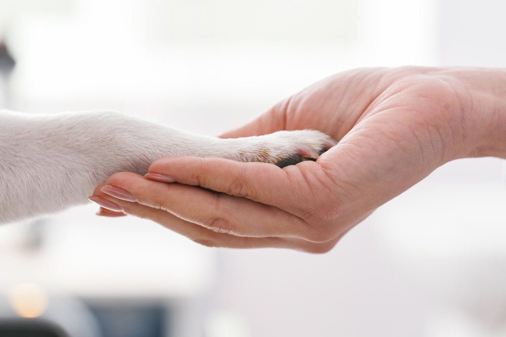 Woman Holding A Dog's Hand
