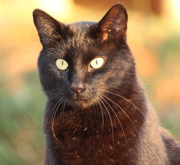 Black cat that needs to see vet in Darwin