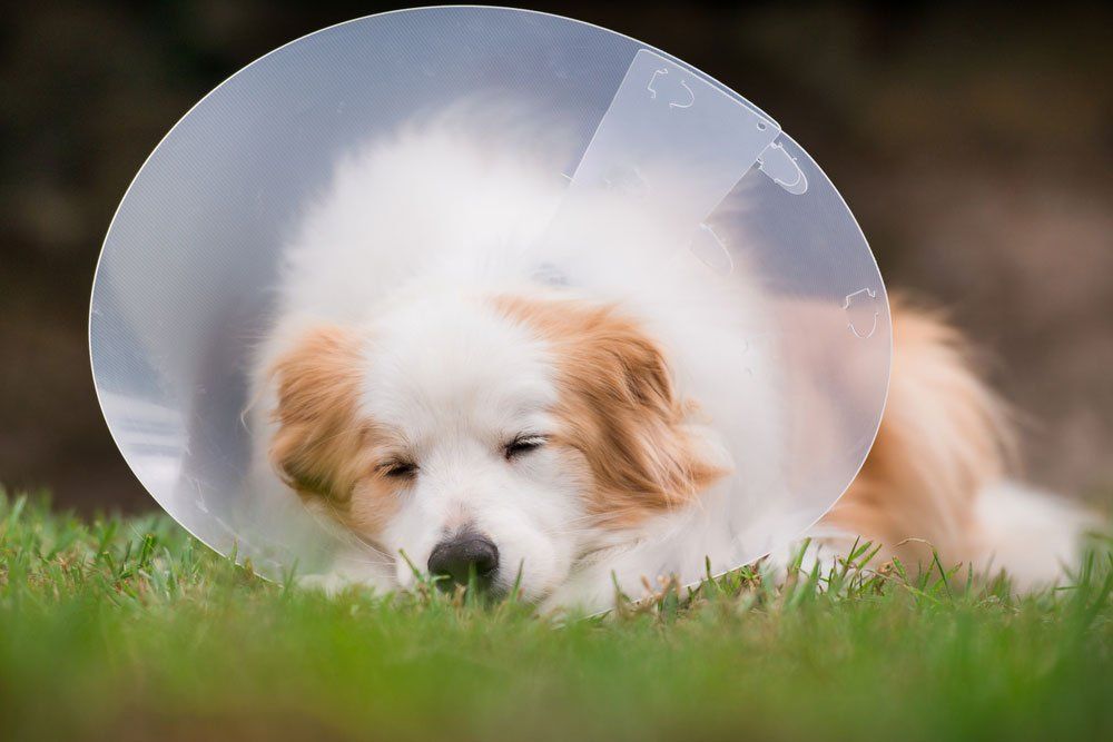 Sleeping Dog Wearing Protective Cone Collar