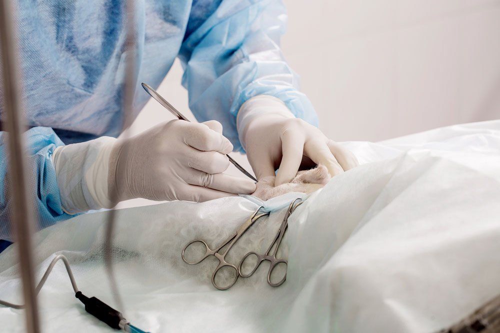 Veterinarian Performing Pet Surgery