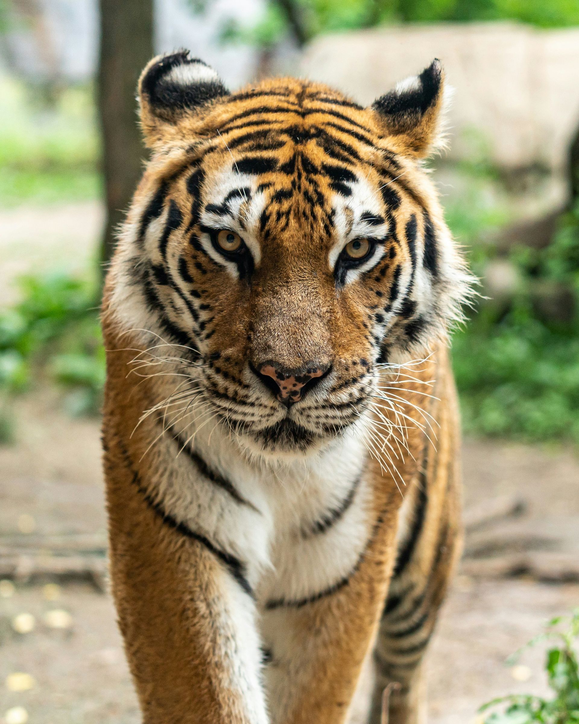 Tantric tiger