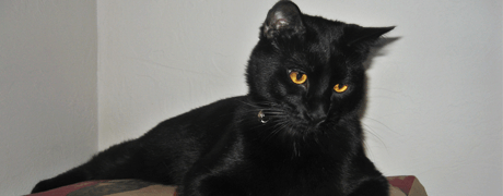 Black Cat — Spokane, WA — The Cat’s Meow Feline Veterinary Clinic
