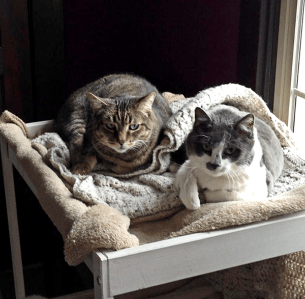 Cats Lying on the Blankets — Spokane, WA — The Cat’s Meow Feline Veterinary Clinic