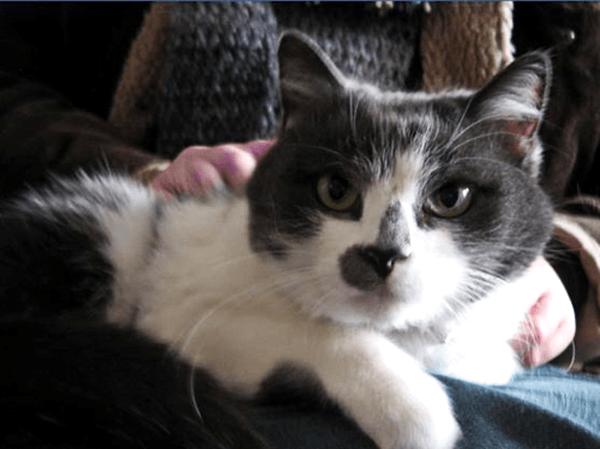 White Cat with Black Spots — Spokane, WA — The Cat’s Meow Feline Veterinary Clinic