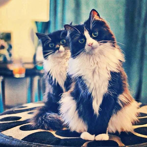 Two Cute Cats — Spokane, WA — The Cat’s Meow Feline Veterinary Clinic