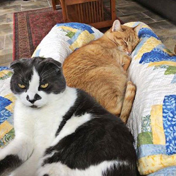 Two Cats Lying on the Sofa — Spokane, WA — The Cat’s Meow Feline Veterinary Clinic
