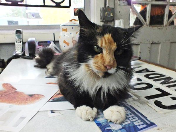 Cat Lying on the Table — Spokane, WA — The Cat’s Meow Feline Veterinary Clinic