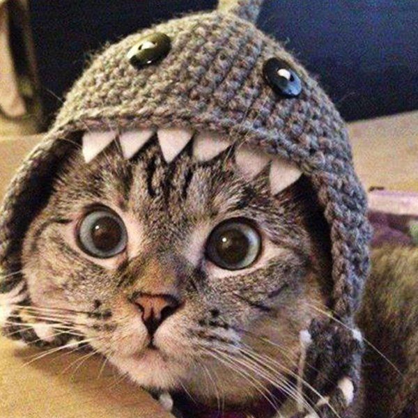Cat with Cute Hat — Spokane, WA — The Cat’s Meow Feline Veterinary Clinic