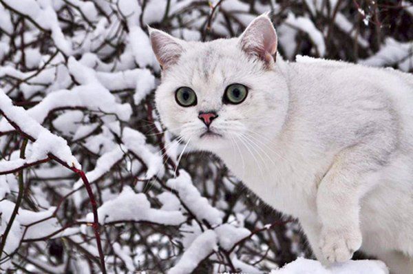 White Cat — Spokane, WA — The Cat’s Meow Feline Veterinary Clinic