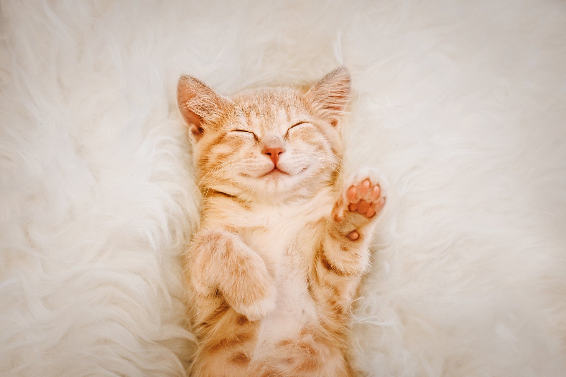 Cute Little Kitten Sleeping — Spokane, WA — The Cat’s Meow Feline Veterinary Clinic