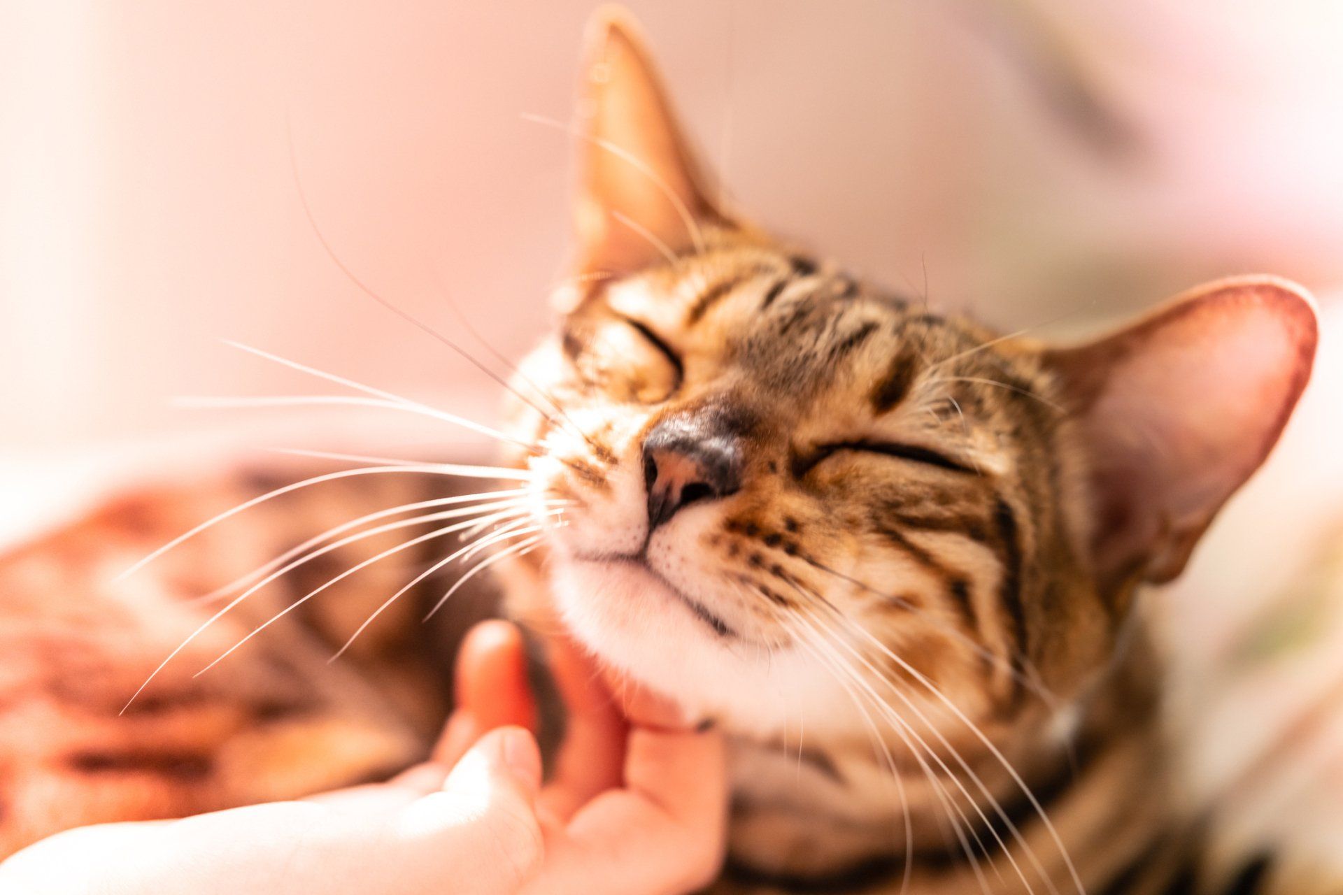 Cat clinic spokane wa the cat s meow feline veterinary clinic
