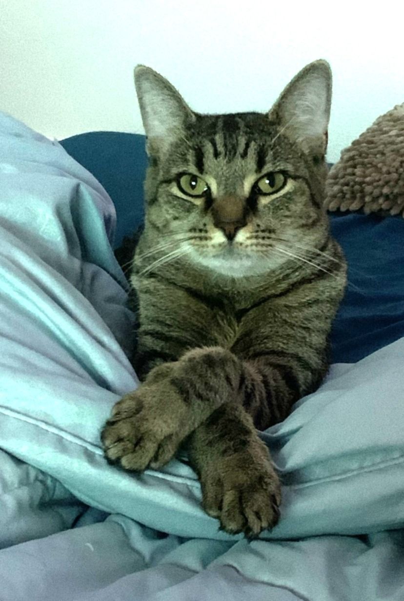 Deborah — Spokane, WA — The Cat’s Meow Feline Veterinary Clinic