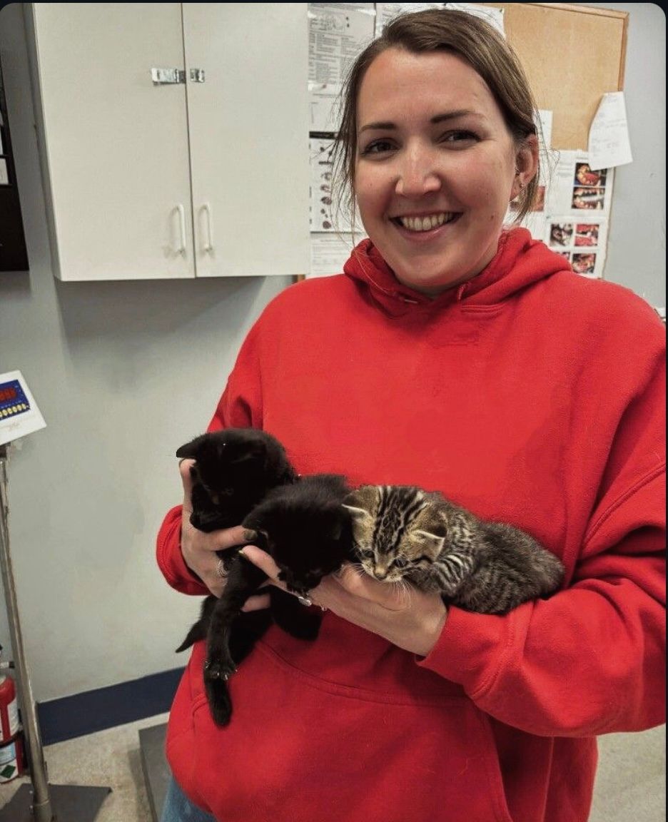 Gabby — Spokane, WA — The Cat’s Meow Feline Veterinary Clinic