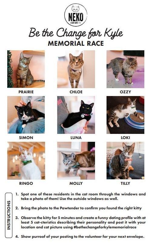 Cat flyer