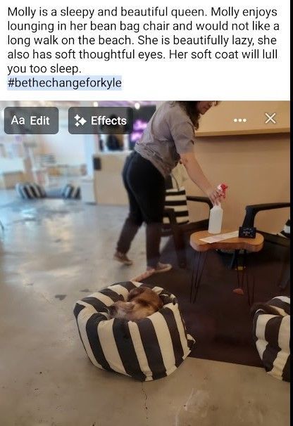 at Neko Cat Cafe
