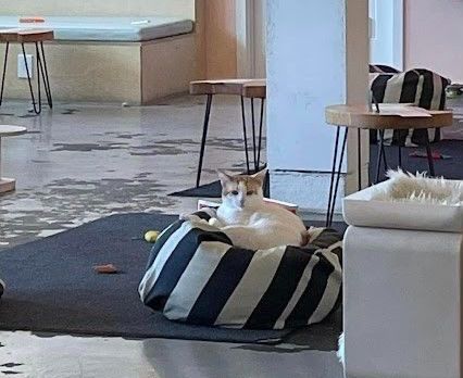at Neko Cat Cafe