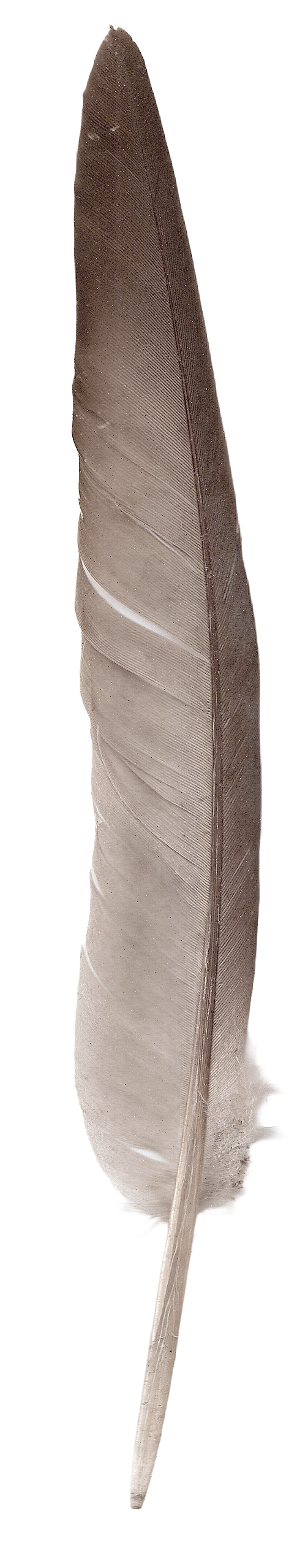 gray feather