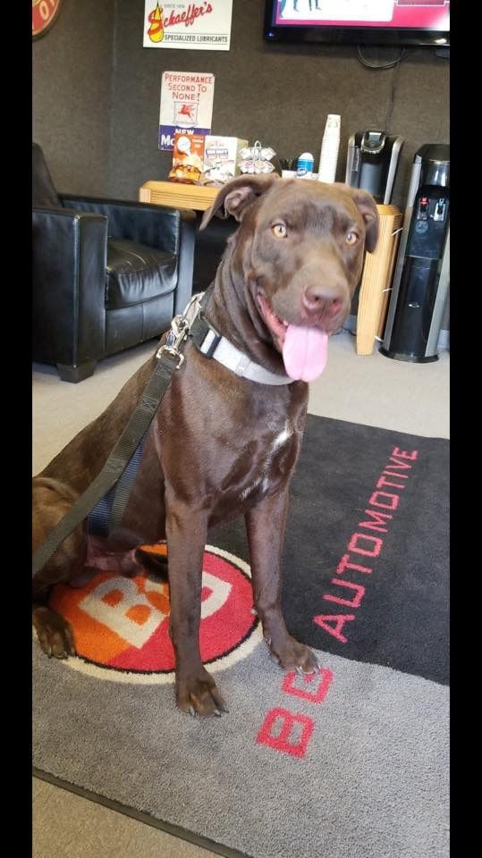 Black-Dog | BG Automotive - Fort Collins, Webster Avenue