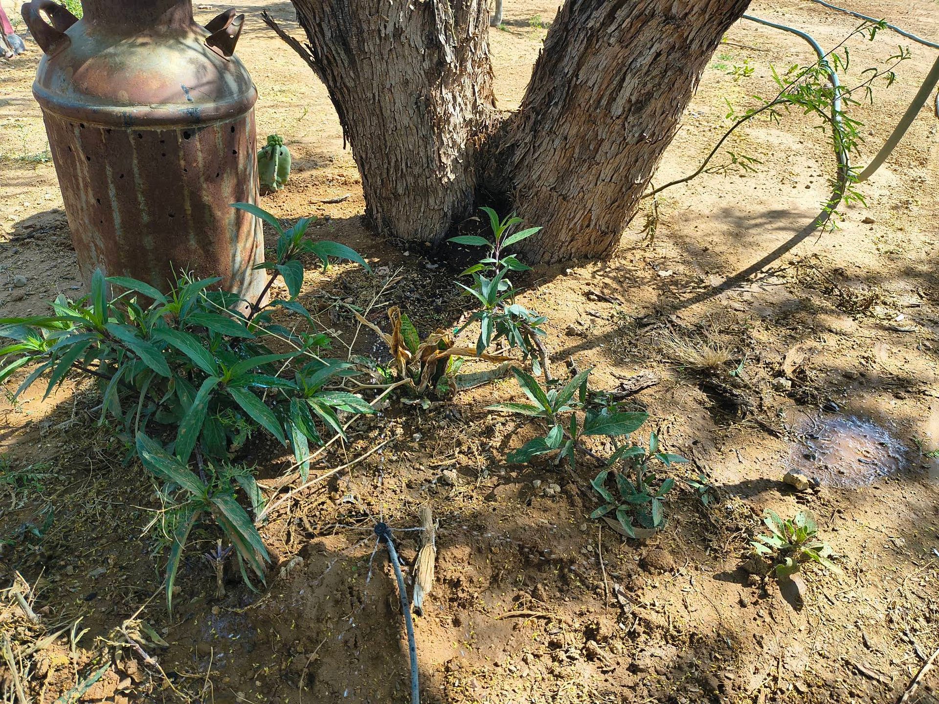 Dry tree trunk in sandy soil beside a small green plant and a metal container outdoors