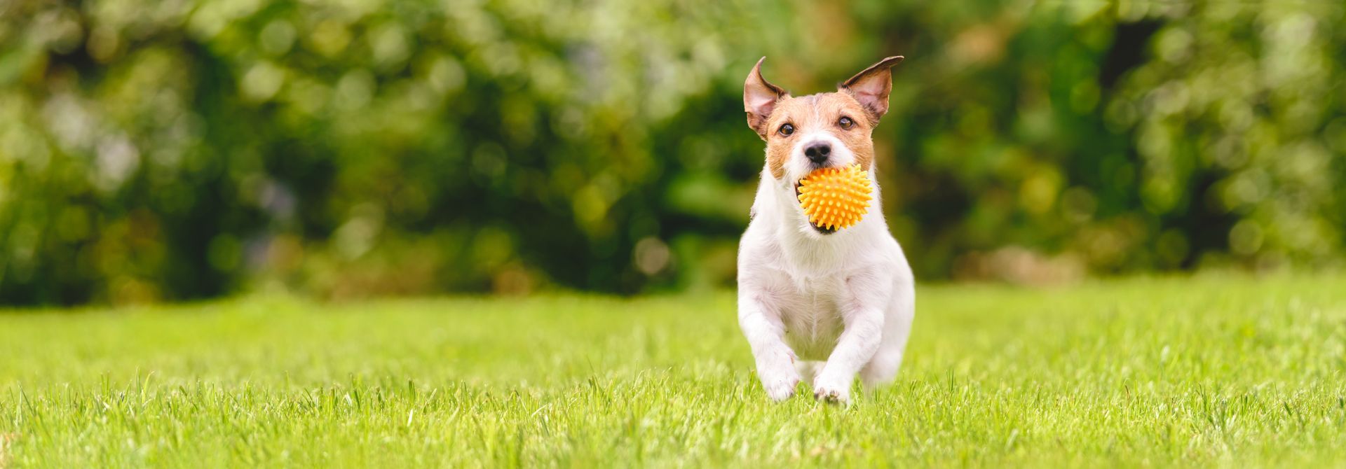A Jack Russell Terrier running on a grassy lawn with a yellow ball in its mouth.
