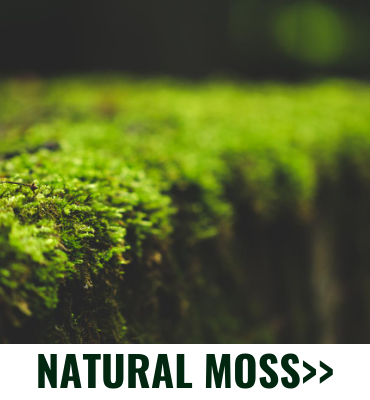 Close-up of bright green moss growing on a dark surface, with “NATURAL MOSS>>” text below.