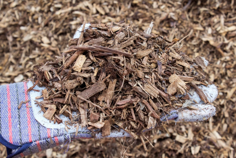 Gloved hand holding a pile of wood chips or mulch outdoors