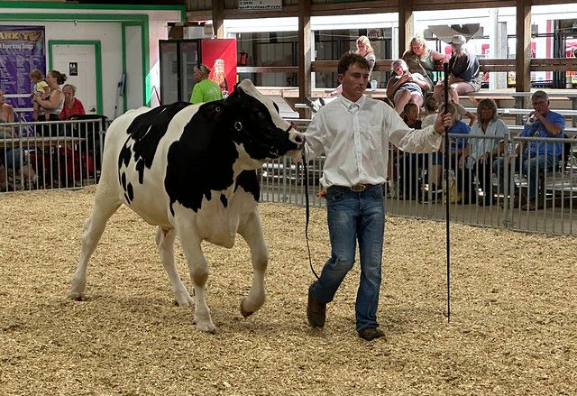 Red image with text 'ANIMAL Shows,' and a pig silhouette.