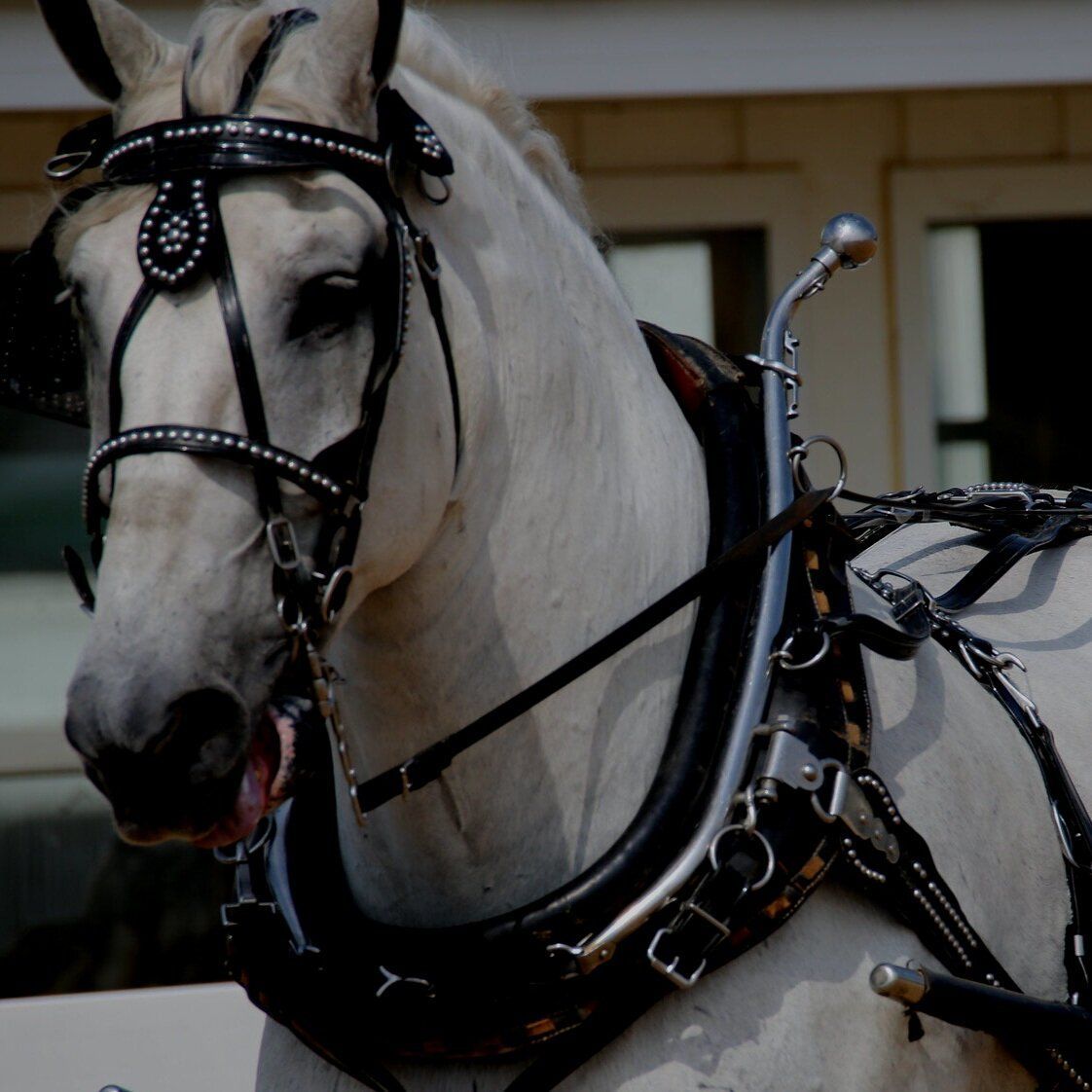 White horse in black harness, head turned slightly, looking left.