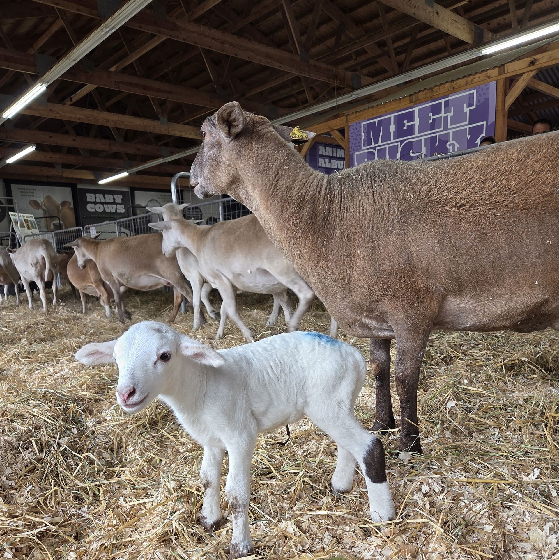 Lamb stands in front of brown sheep in a barn with other sheep.