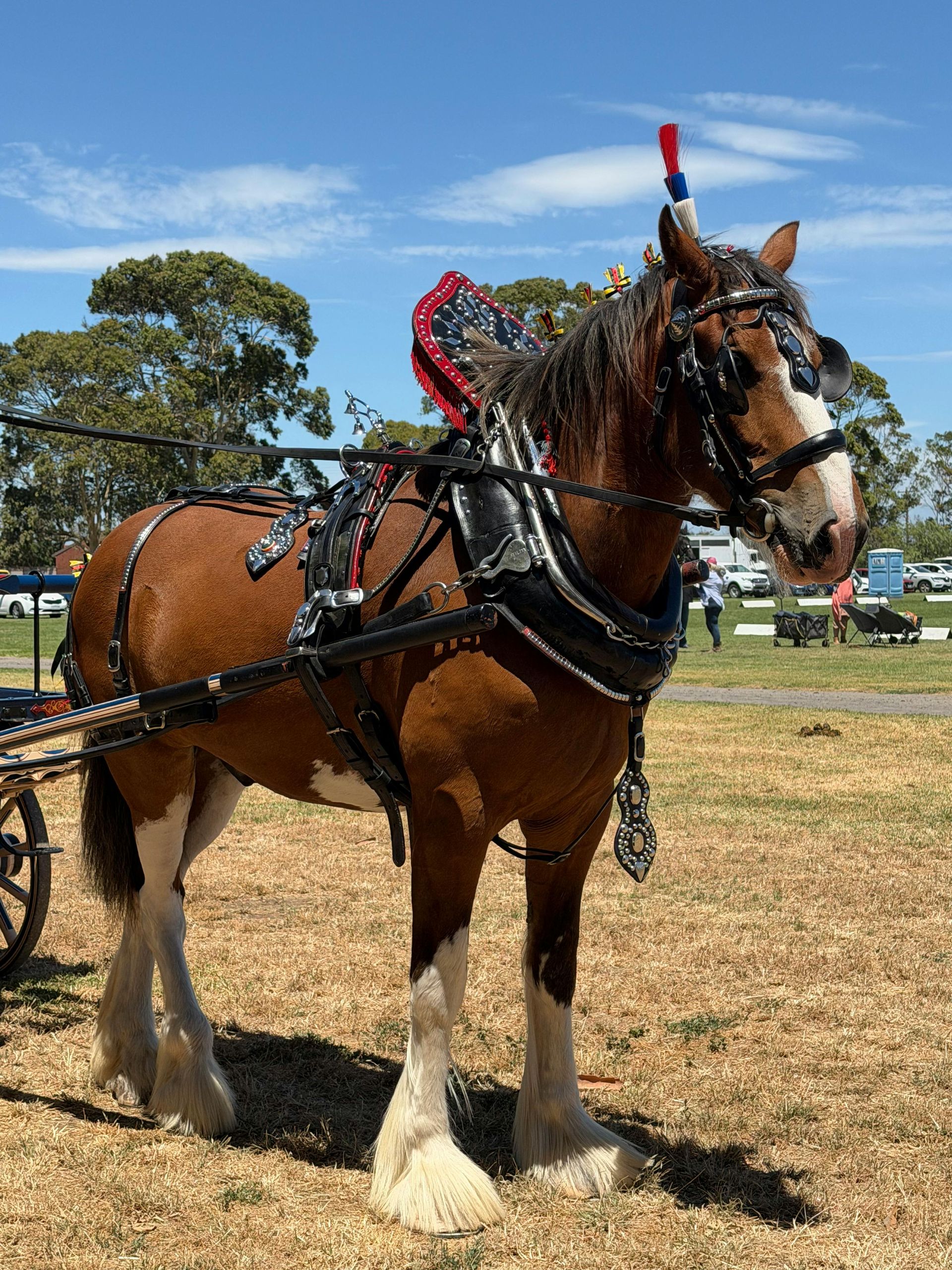 A brown and white draft horse with elaborate harness stands in a grassy field on a sunny day.