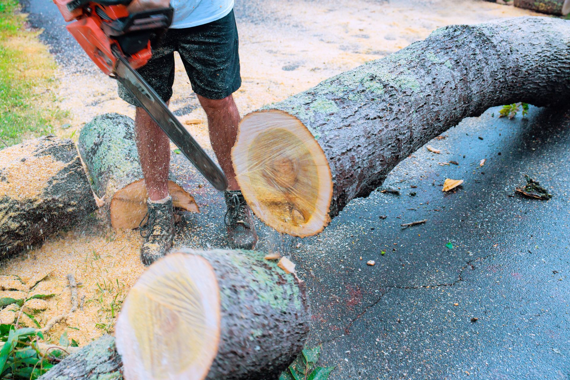 A professional arborist cutting a fallen trunk with a chainsaw during a residential tree removal.