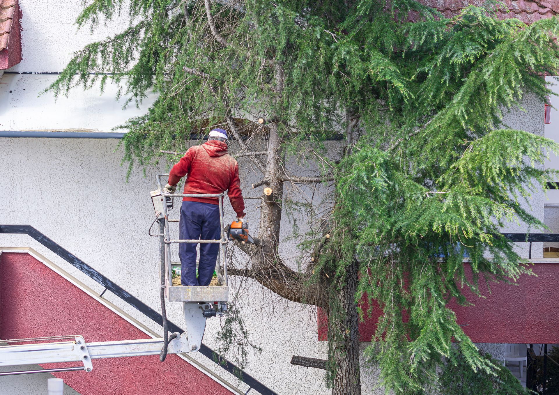 A man is pruning a tree. A man is pruning a tree.