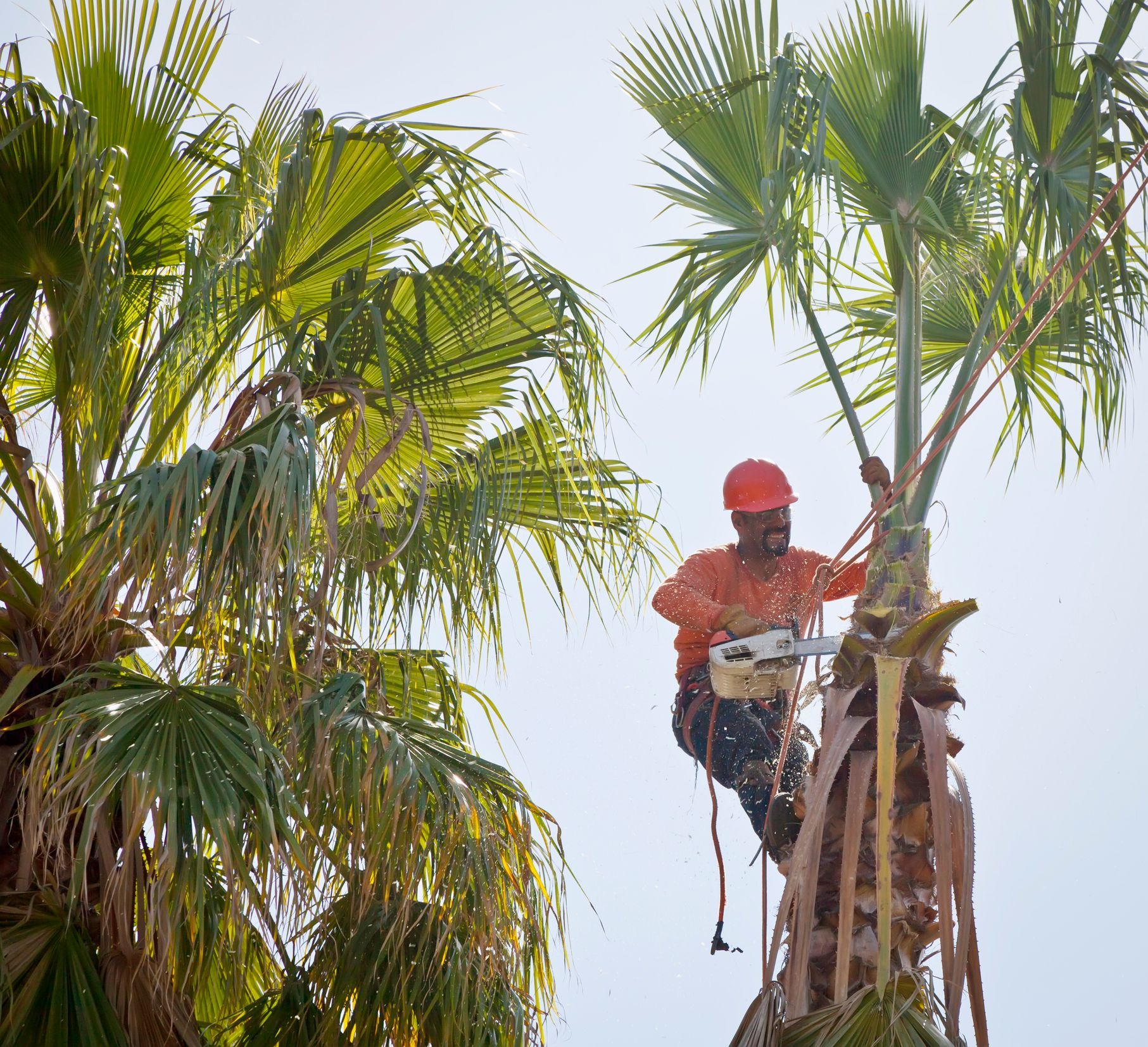 A man is cutting a palm tree with a chainsaw.