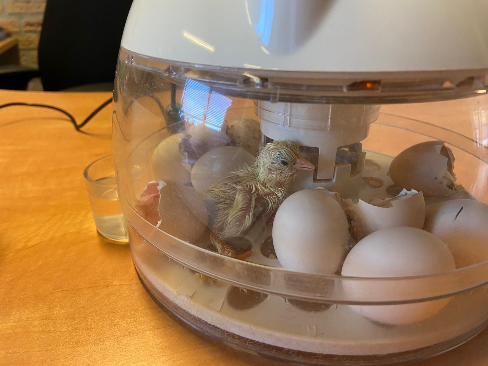 Lente op AZC School Het Uitzicht Maasdam