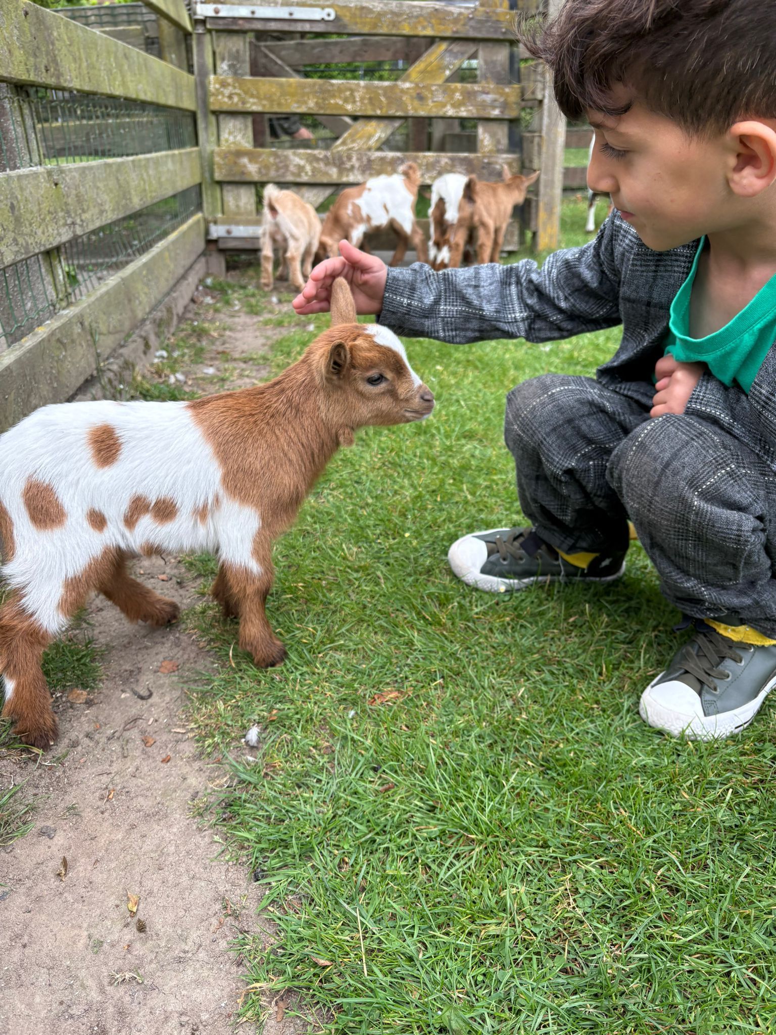 A young boy is feeding a baby goat in a pen.