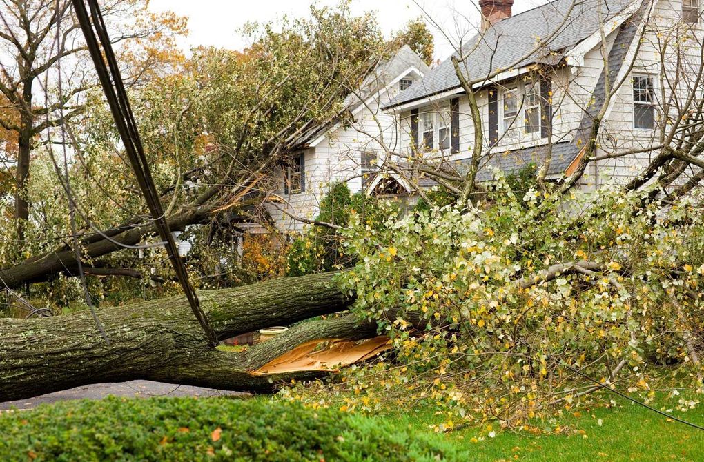 Fallen tree blocking a suburban street near houses after a storm, with branches and leaves scattered.