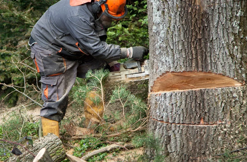 Worker in orange helmet cutting a large tree trunk with a chainsaw in a wooded area