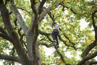 arboricultural services