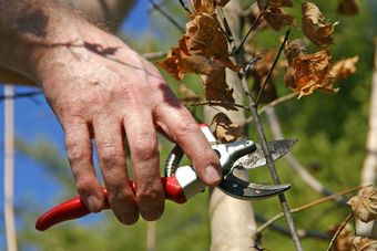 Tree surgery