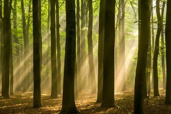 Tree surveys