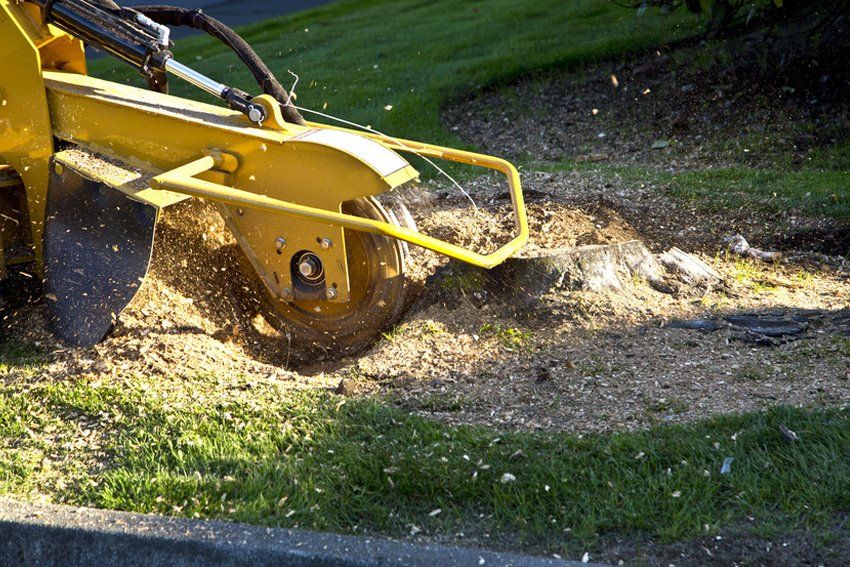 Root removal